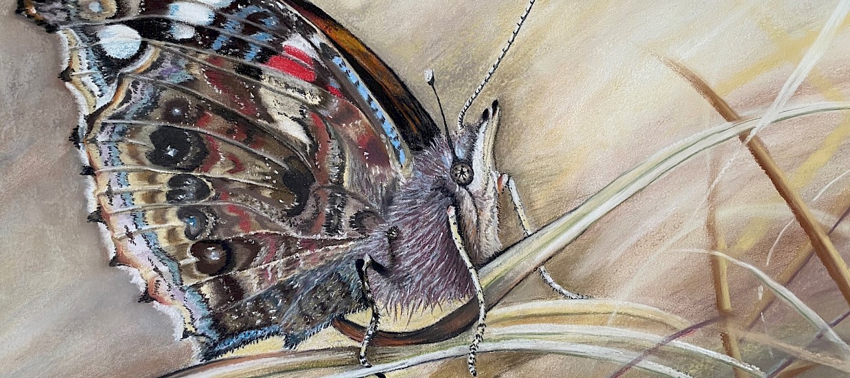 Red Admiral Underwing drawing complete! Lead Image